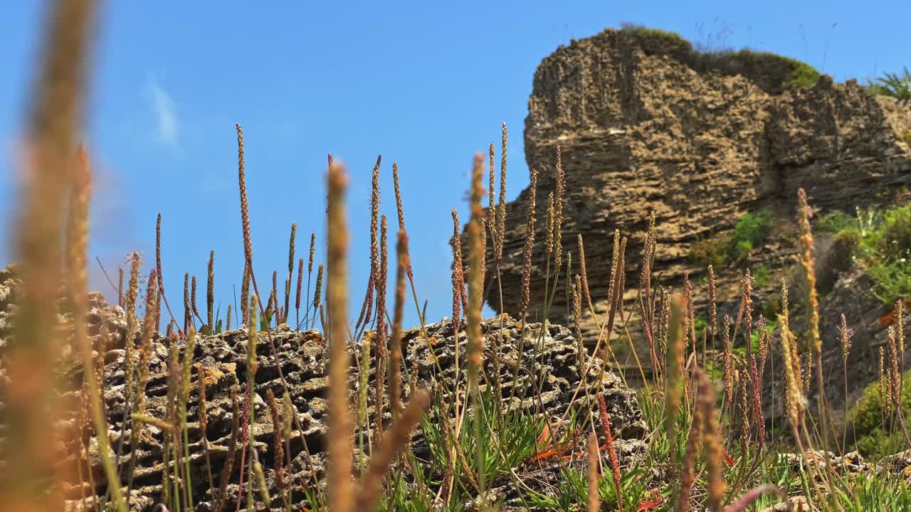 여름 에 다채로운 바다 꽃