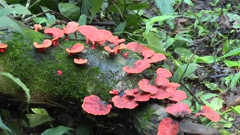 a red fungus grows on a mossy log