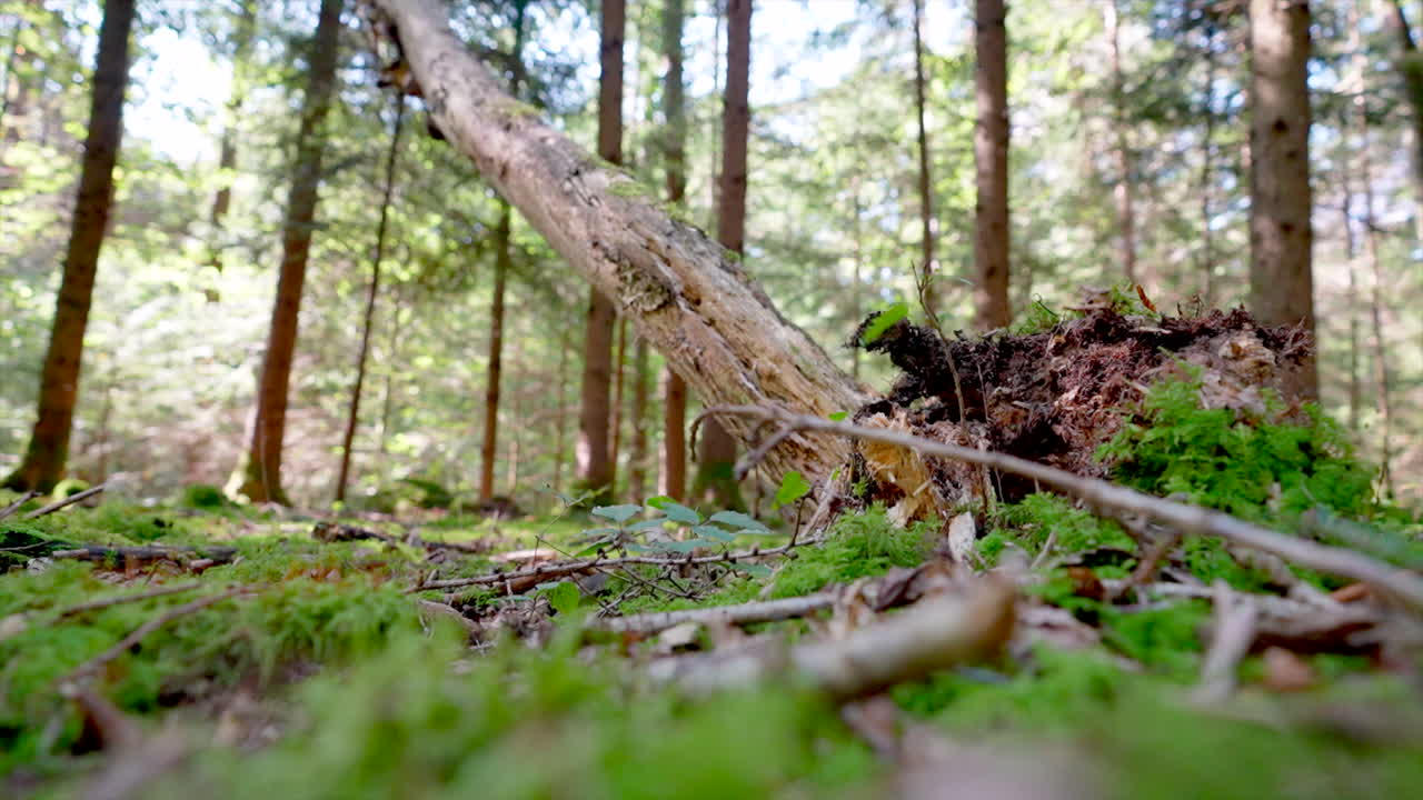 Slow motion shot of huge tree falling in forest and Pulls Out Its Roots during sunny day - Low angle shot