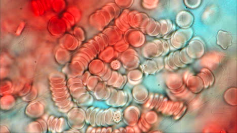microscopic view of human blood cells