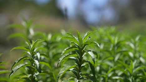 the serene beauty of a herb plant swaying gracefully in the gentle breeze of a tranquil farm setting