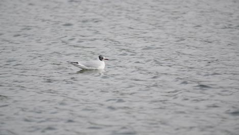 Windy-day-at-the-lake-and-gull-floating-on-the-water-in-slow-motion