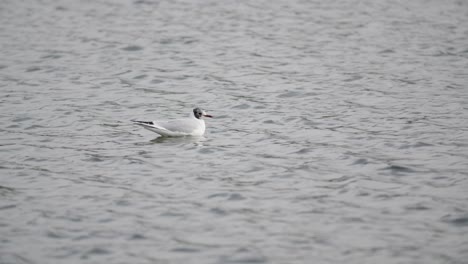 día ventoso en el lago y gaviota flotando en el agua en cámara lenta