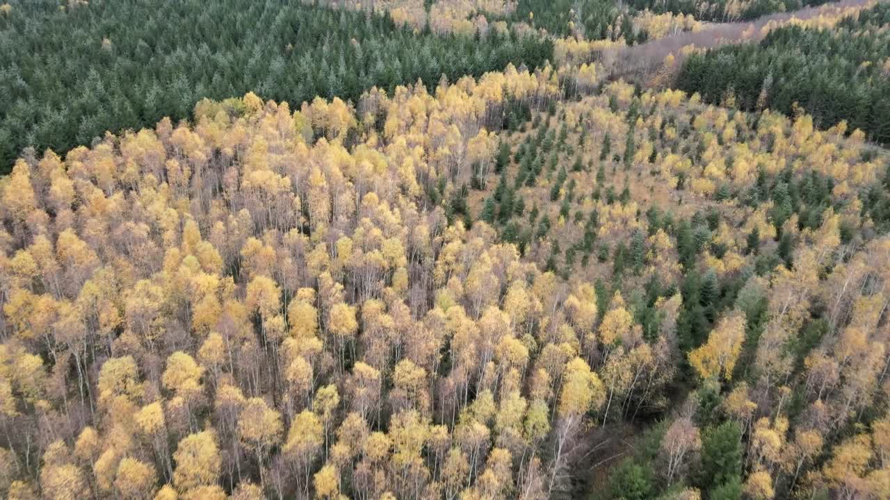 patrones de bosques cultivados, paisaje de árboles de invierno otoñal, vista aérea