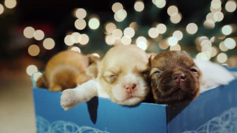 A-Little-Sleepy-Puppy-In-A-Gift-Box-Against-A-Background-Of-Blurred-Garland-Lights