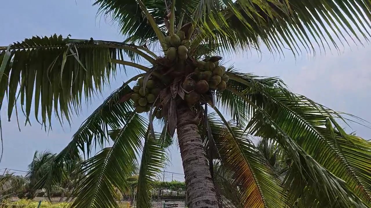 A coconut tree grows along an irrigation canal in a scenic paddy field. It is heavily loaded with fresh green coconuts. The tranquil landscape showcases a beautiful rural agricultural scene.