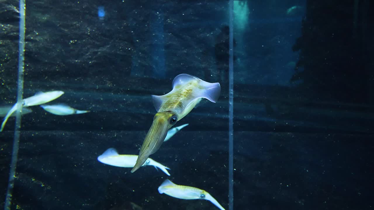 크 에 있는 물고기 들 사이 에서 수영 하는 오징어