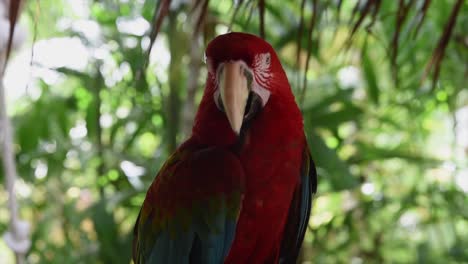 colorful parrot on an island in the phillipines