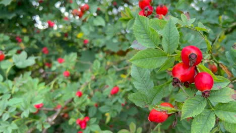 a colorful cluster of red berries adorns a flowering plant in the rose family a tree branch adorned with a cluster of red berries resembling a fruit the vibrant color attracts birds and adds beauty to the surrounding landscape