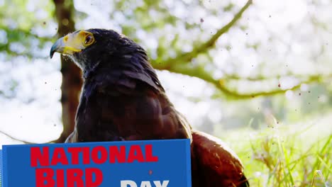 animación de manchas que caen en el texto del día nacional de las aves sobre el pájaro de caza