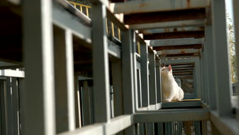 white cat in metal structure