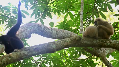 white-handed gibbon, hylobates lar, kaeng krachan, unesco world heritage, thailand