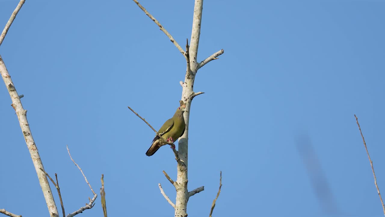 Female Pink-necked Green Pigeon (Treron vernans) is perched on a bare tree branch, set against a clear blue sky. Green bird look around on dead tree. Wildlife. Bird watching