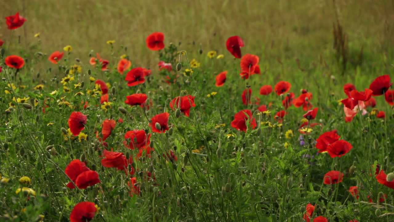 A slow motions shot of wild poppies growing in a field blowing in the breeze