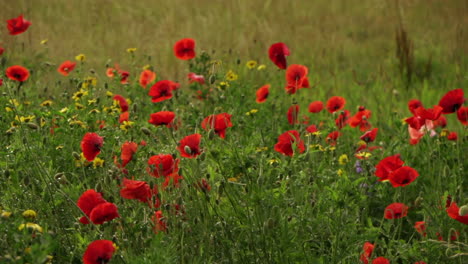 a slow motions shot of wild poppies growing in a field blowing in the breeze