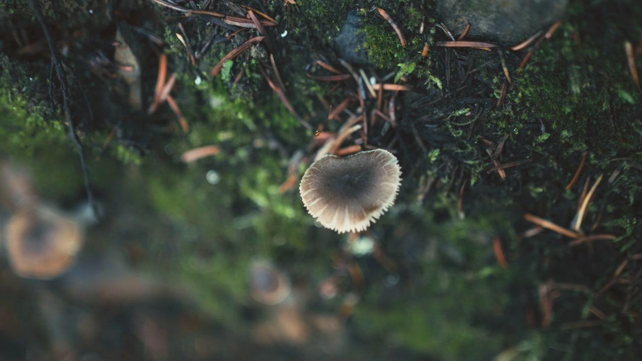 A wild mushroom growing on a mossy hill in a pine forest