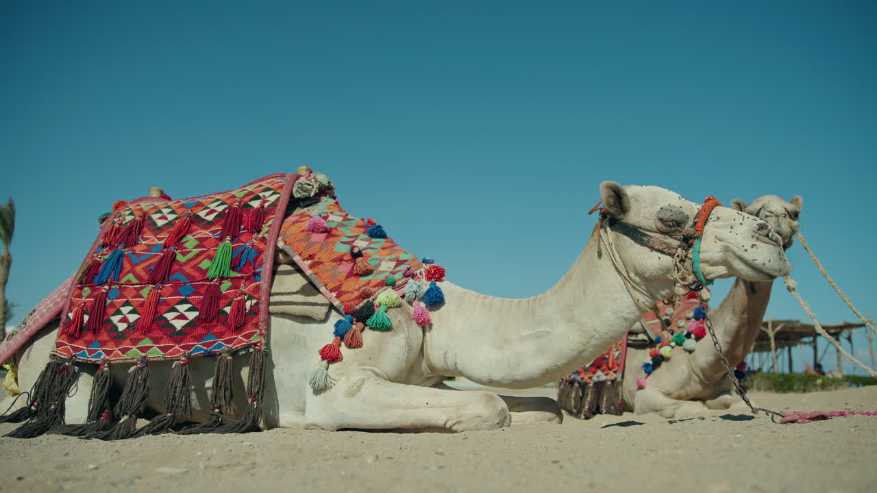 Camels resting in the desert