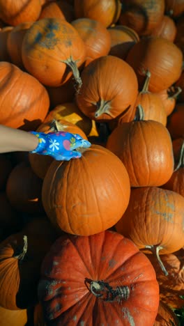 recogiendo calabazas en la granja