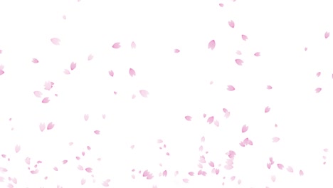 soaring cherry blossom petals loop animation (white background)