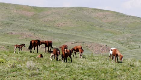 steppe spring horses meadow 4k