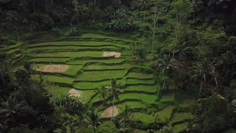 Panning-Down-Drone-shot-of-the-beautiful-Tegalalang-Rice-Terraces-in-Bali,-Indonesia-during-sunrise-hours