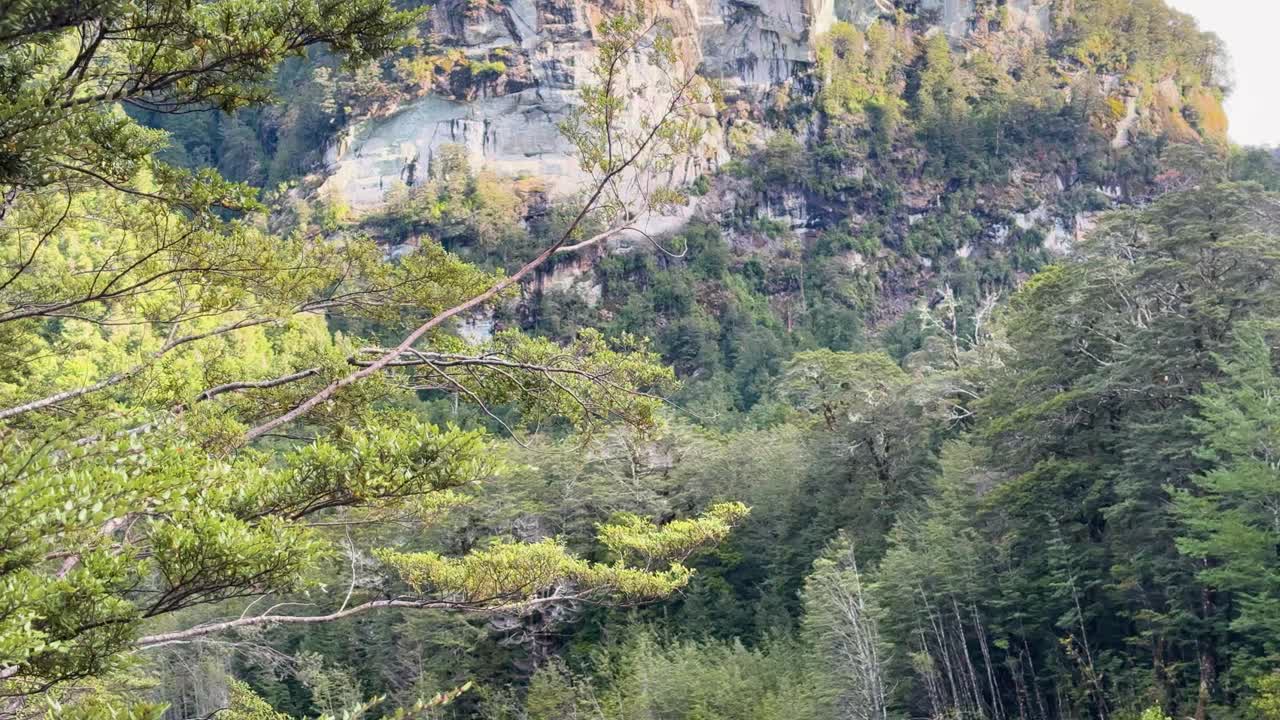 Lush green forest with towering cliffs in Glenorchy, captured in natural daylight, showcasing serene wilderness and rugged landscapes
