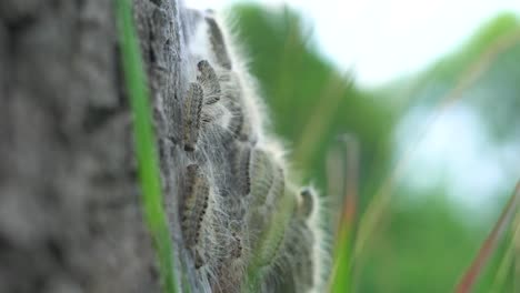 4K-eikenprocessierups-op-boom,-thaumetopoeinae,-overlast,-nest,-eik,-caterpillar,-closeup