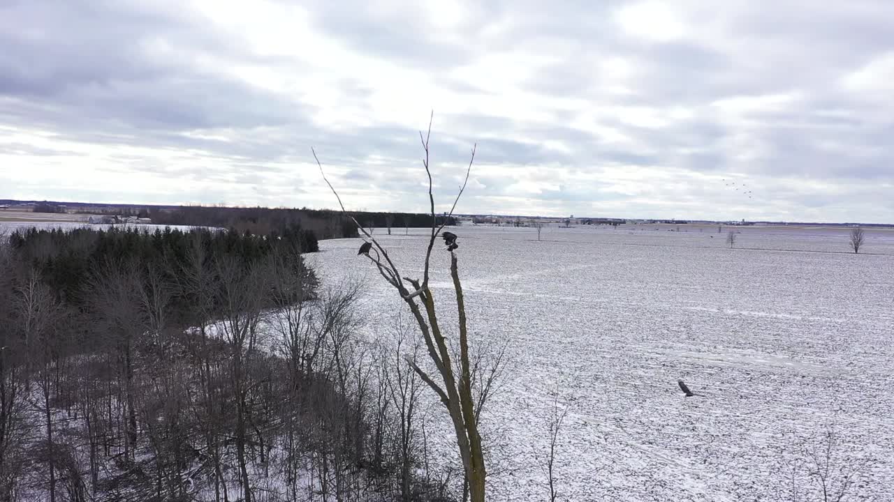 대머리 독수리는 겨울 슬로우 모션으로 횃대에서 날아갑니다