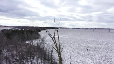 bald-eagles-fly-off-their-perch-in-the-winter-slow-motion