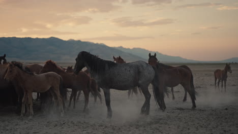 wild horses at sunset