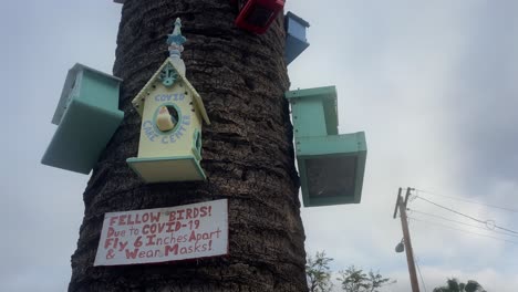 detail of birdhouses on a palm tree, with an ironic description for birds of how to protect themselves against covid19