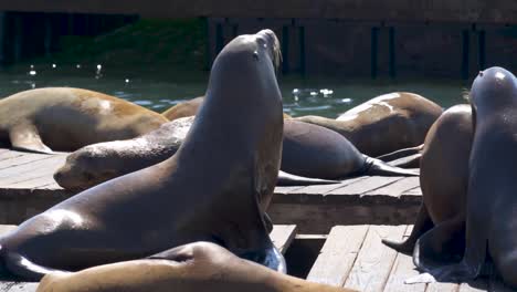 Sea-Lions-walking-and-fighting-on-floating-dock-at-Pier-39-San-Francisco-California