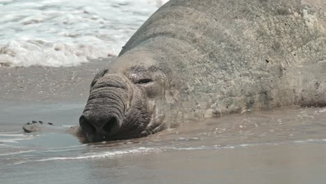 el elefante marino macho refrescándose en las olas de la costa