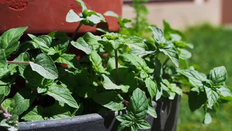 mint plant in a pot