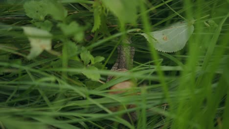 Edible-brown-shelled-snail-hides-in-long-green