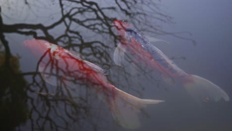 Pez-Koi-Japonés-En-El-Parque-De-Tokio