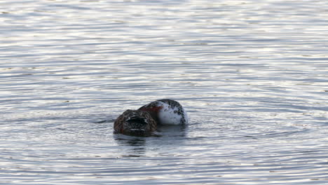 Male-and-female-northern-shovelers-feeding-in-a-lake