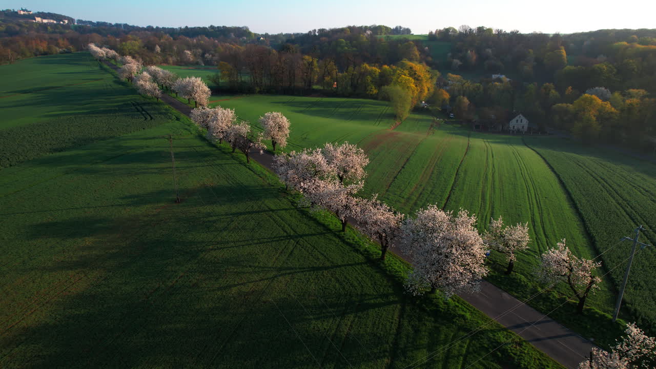 ⁇ 은 아침에 꽃 피는 체리 나무의 골목의 공중 드론 전망