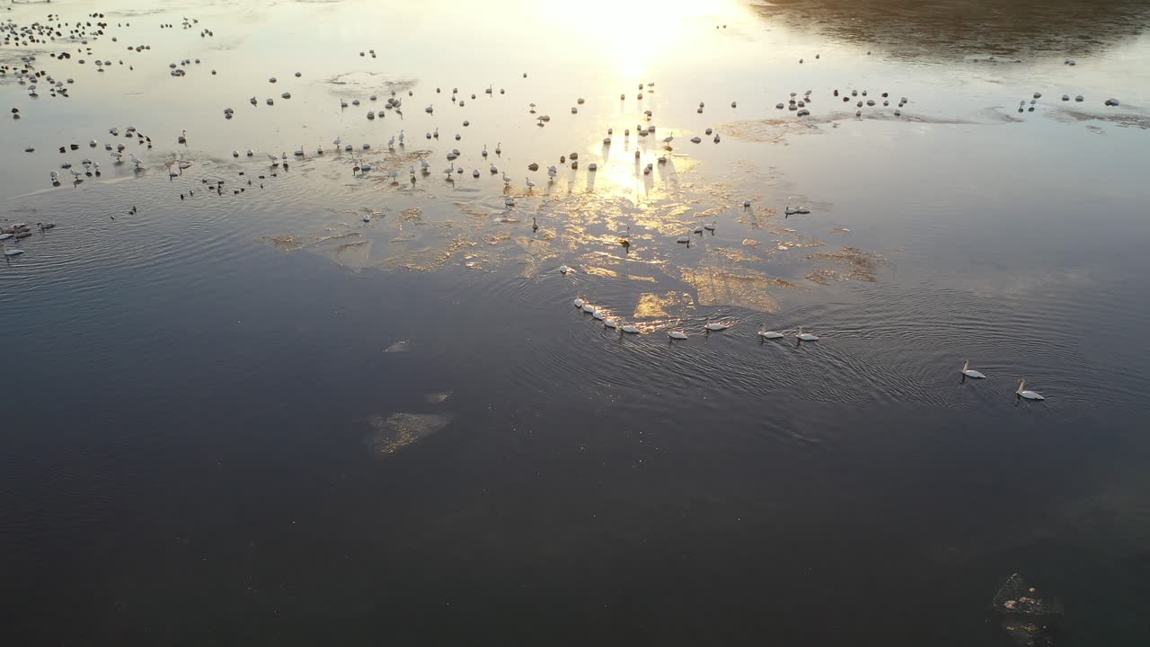 bandada de cisnes en un río congelado al amanecer o al atardecer
