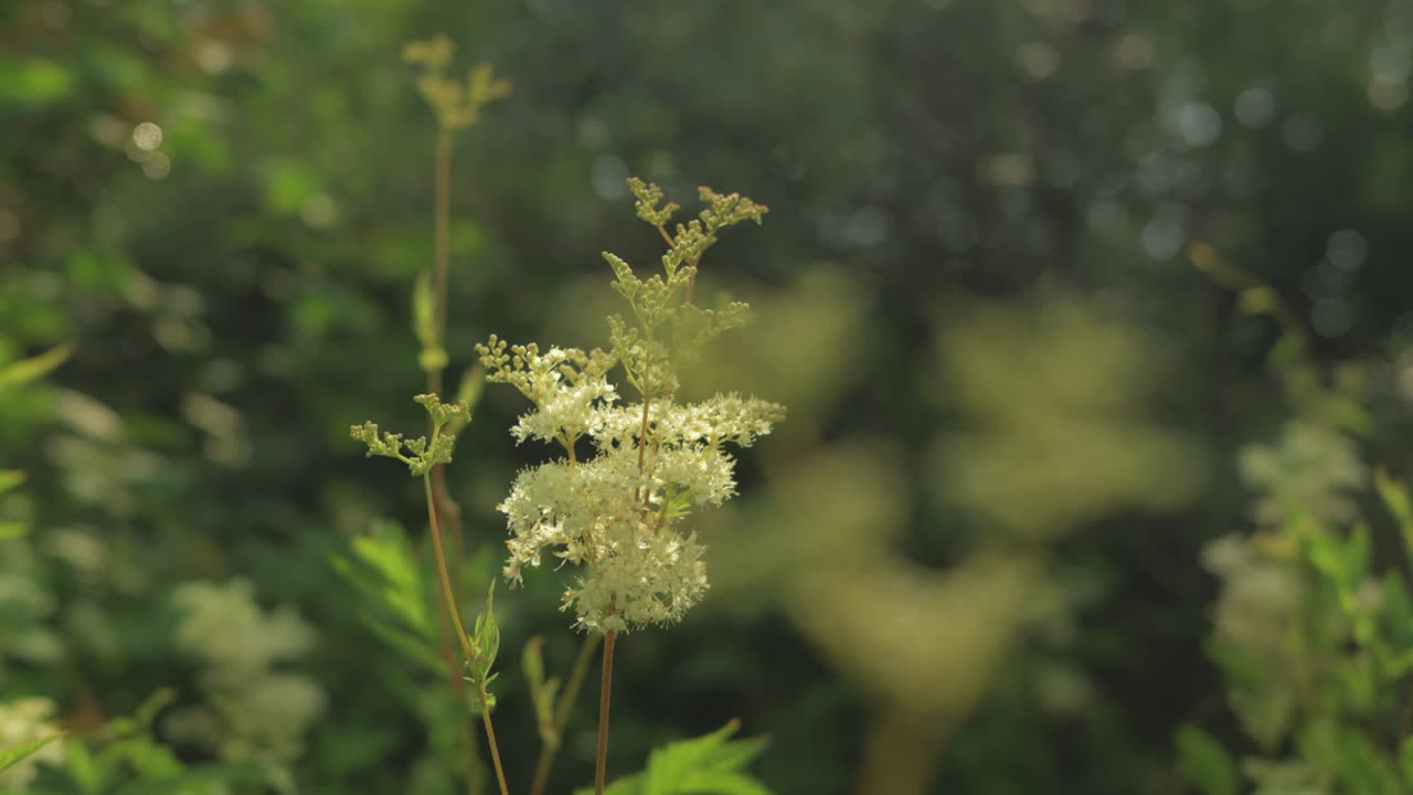 White flower in natural setting
