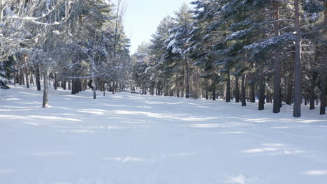 slow walk through a snow filled forest with pine trees and leading lines