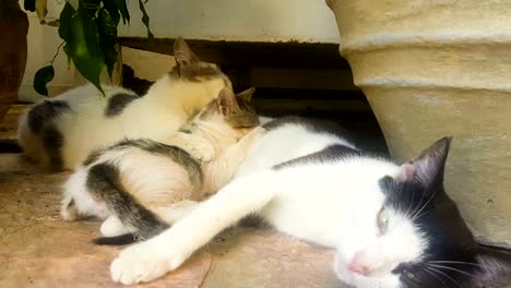 baby cats drinking milk from their mother. a cute moment.