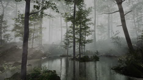 Sonne-Geht-In-Einem-Wald-Mit-Nebel-Auf