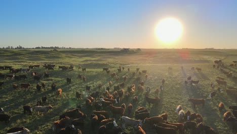 aerial push-out of cows on wide open field at the pampas at sunset