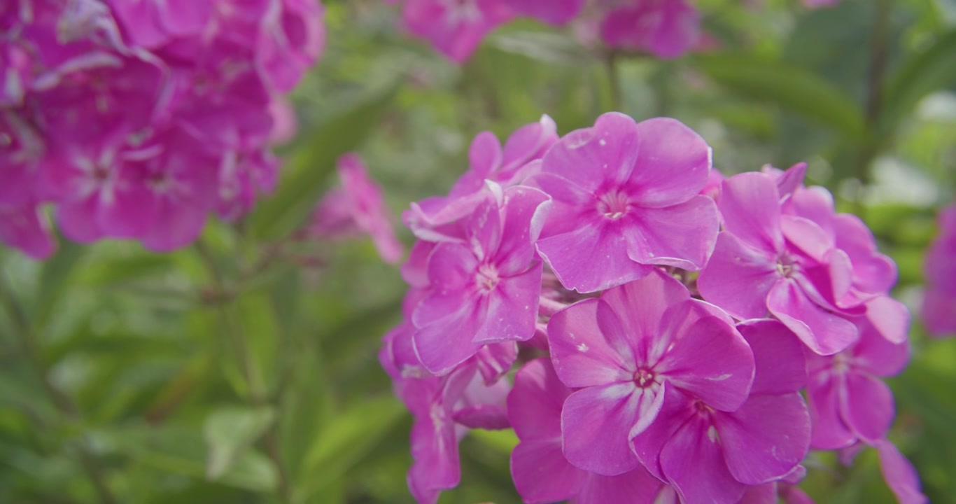Un primo piano dettagliato di fiori di phlox rosa in fiore che ondeggiano dolcemente in un lussureggiante ambiente di giardino verde. Autentica scena naturale per temi di benessere e sostenibilità.