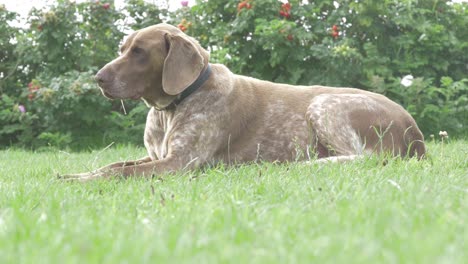 un perro viejo acostado en el césped
