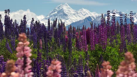 lupine flower field on shore of glacier lake pukaki with view of mount cook