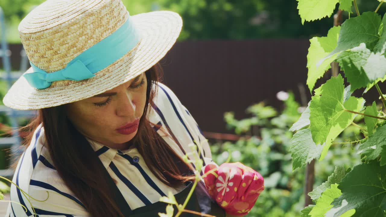 Woman inspecting grapevine plants in garden