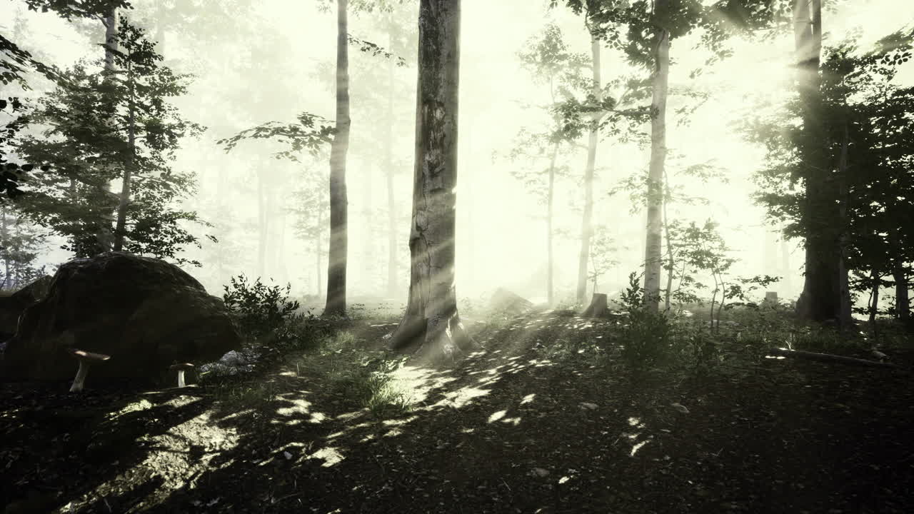 Sunlight filtering through trees creates a mystical forest atmosphere at dawn