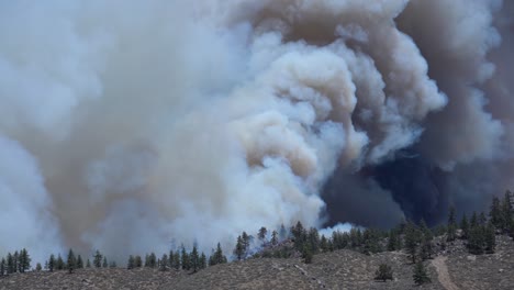 gran incendio forestal desgarra el bosque